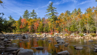 A shallow river runs over rounded granite boulders between wooded banks, with tall white pines rising above a mixed treeline of orange, red, yellow and green autumn foliage reflected in the calm water under a clear blue sky.